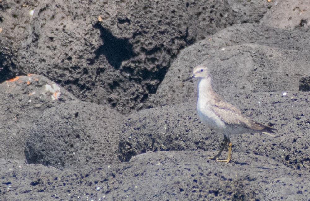 Red Knot - ML643685339