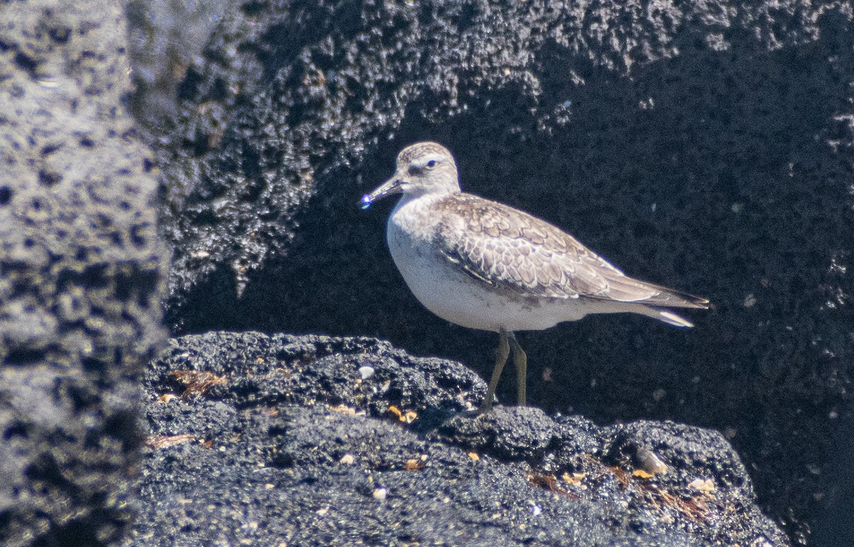 Red Knot - ML643685340