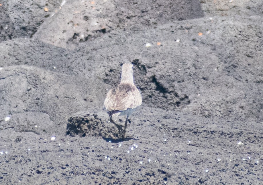 Red Knot - ML643685341