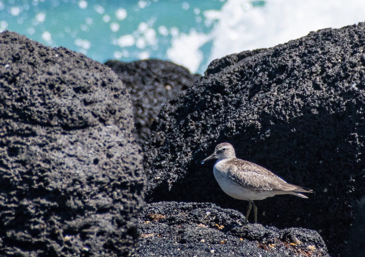 Red Knot - ML643685342