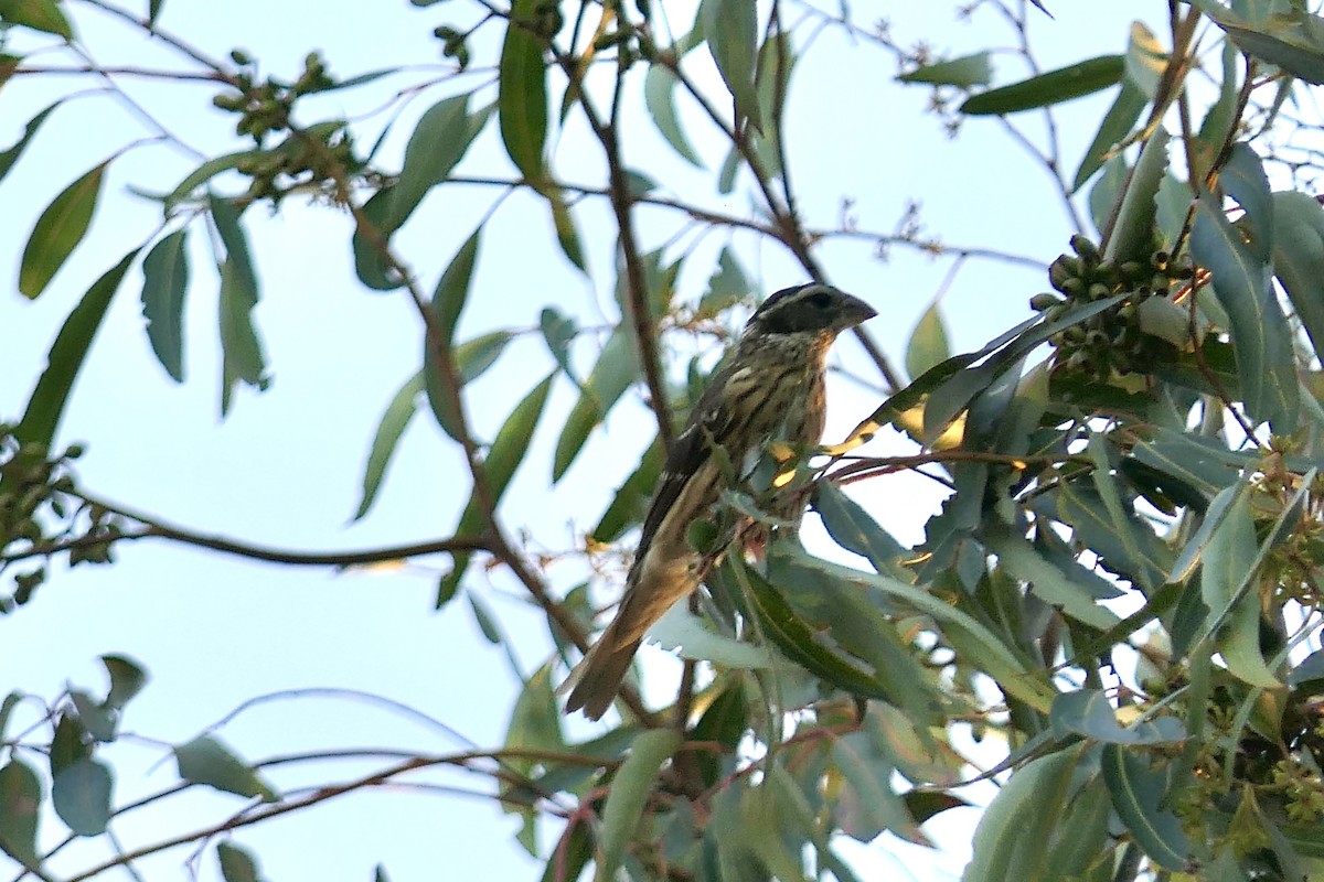 Rose-breasted Grosbeak - ML643685352