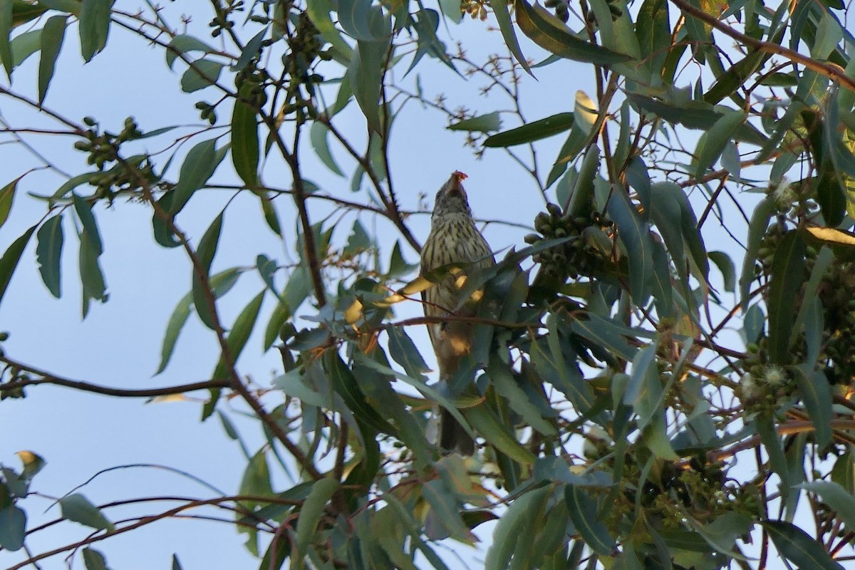 Rose-breasted Grosbeak - ML643685355