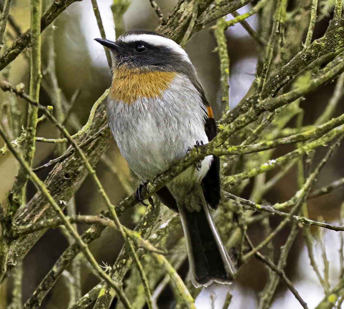 Rufous-breasted Chat-Tyrant - ML643685356