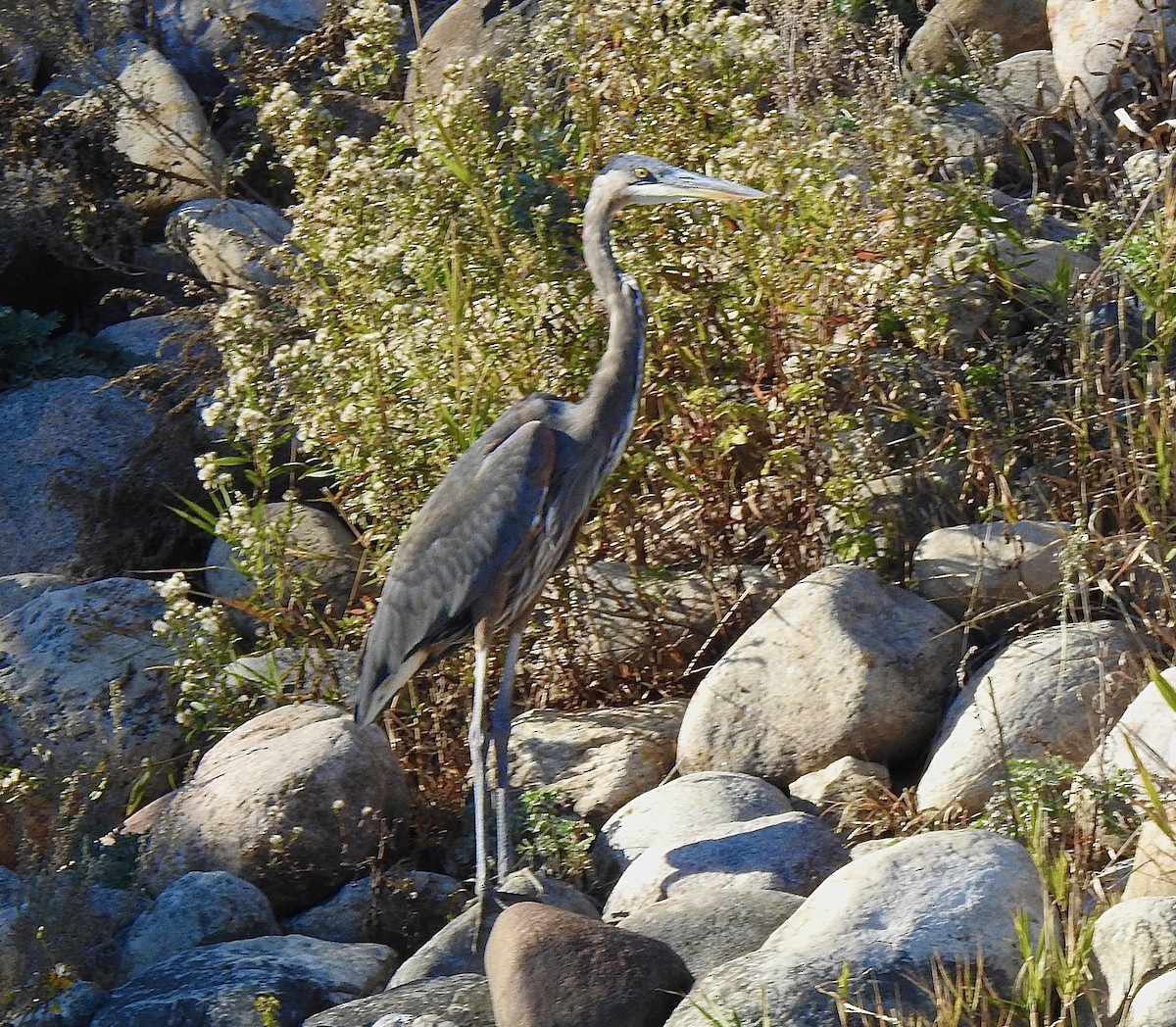 Great Blue Heron - ML643685392