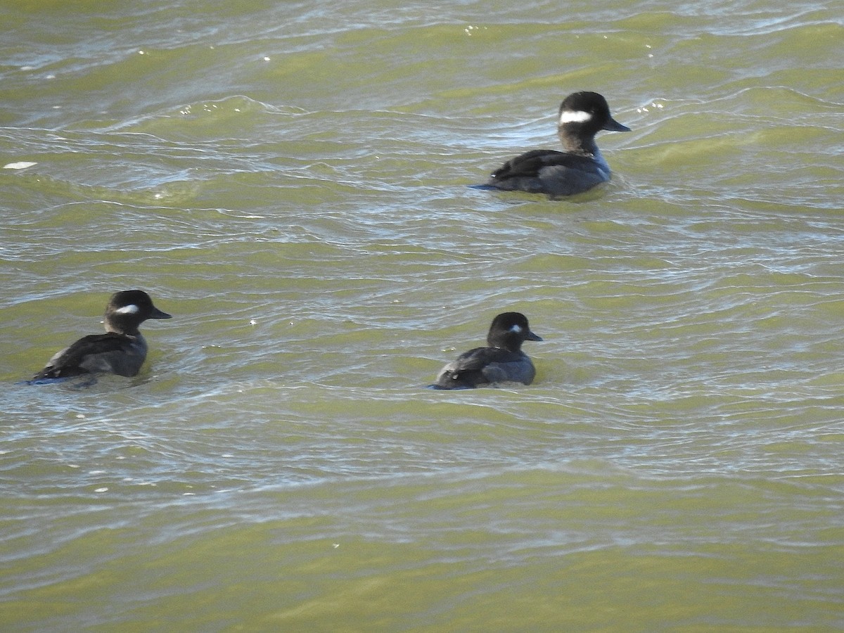 Bufflehead - ML643685405