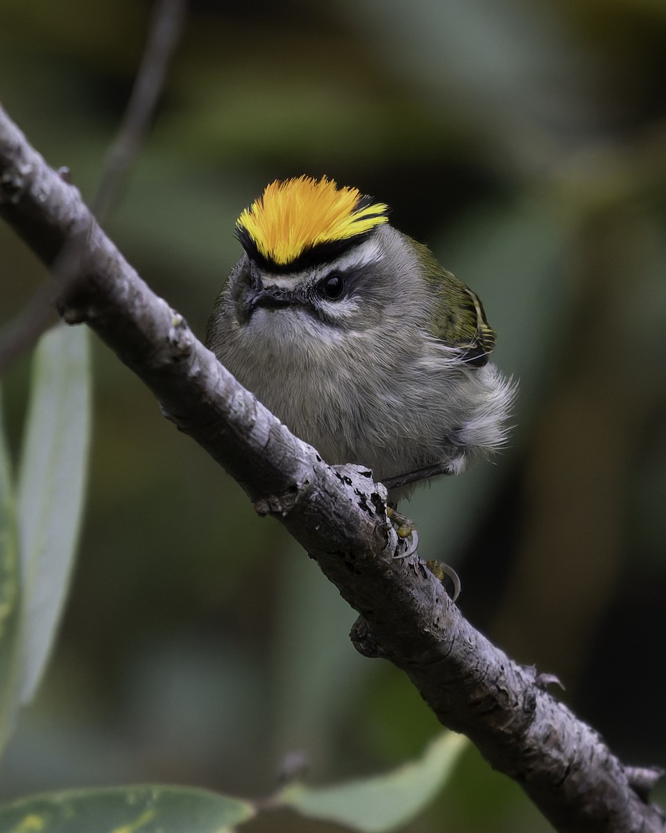 Golden-crowned Kinglet - ML643685407