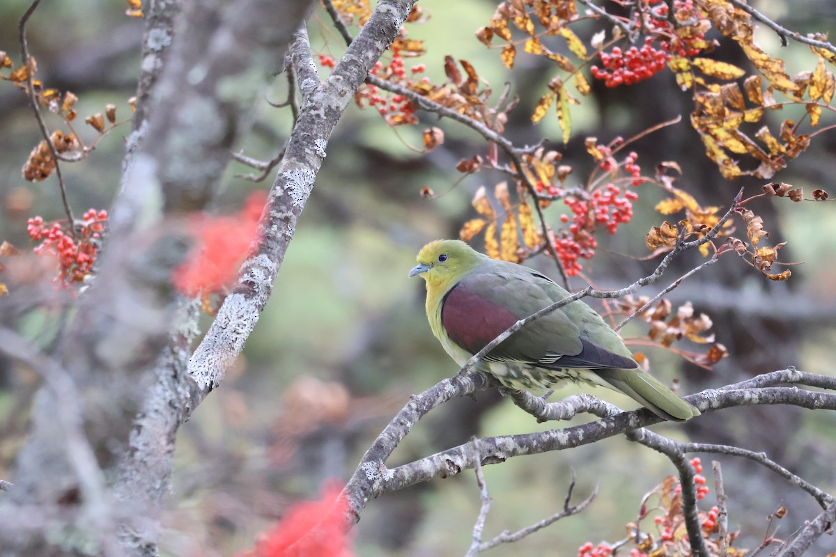 White-bellied Green-Pigeon - ML643685434