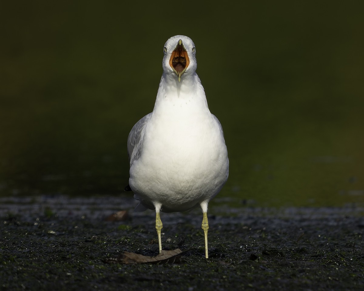 Ring-billed Gull - ML643685437