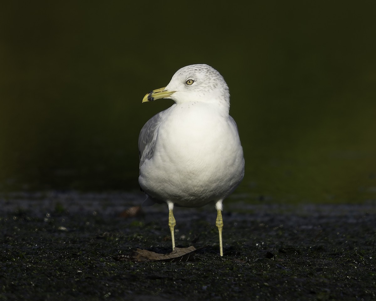 Ring-billed Gull - ML643685438