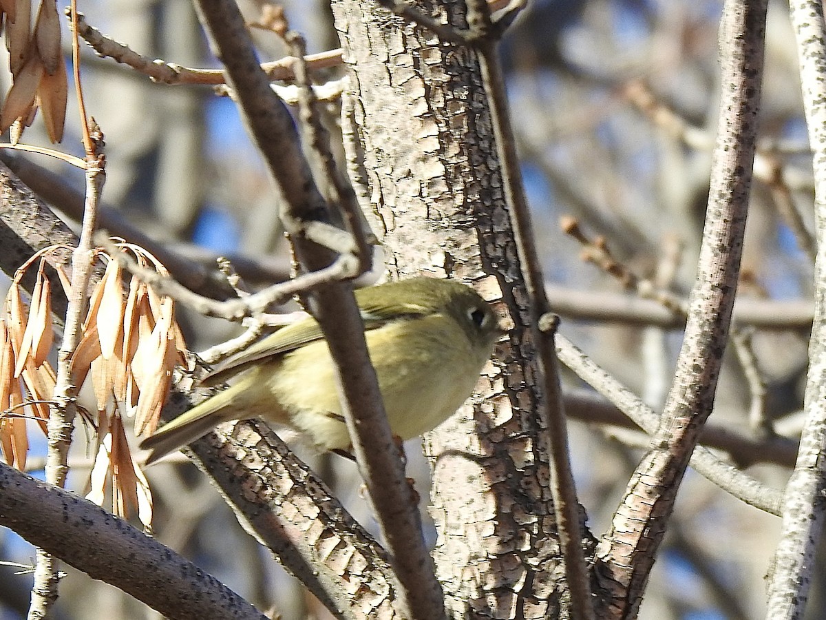 Ruby-crowned Kinglet - ML643685444