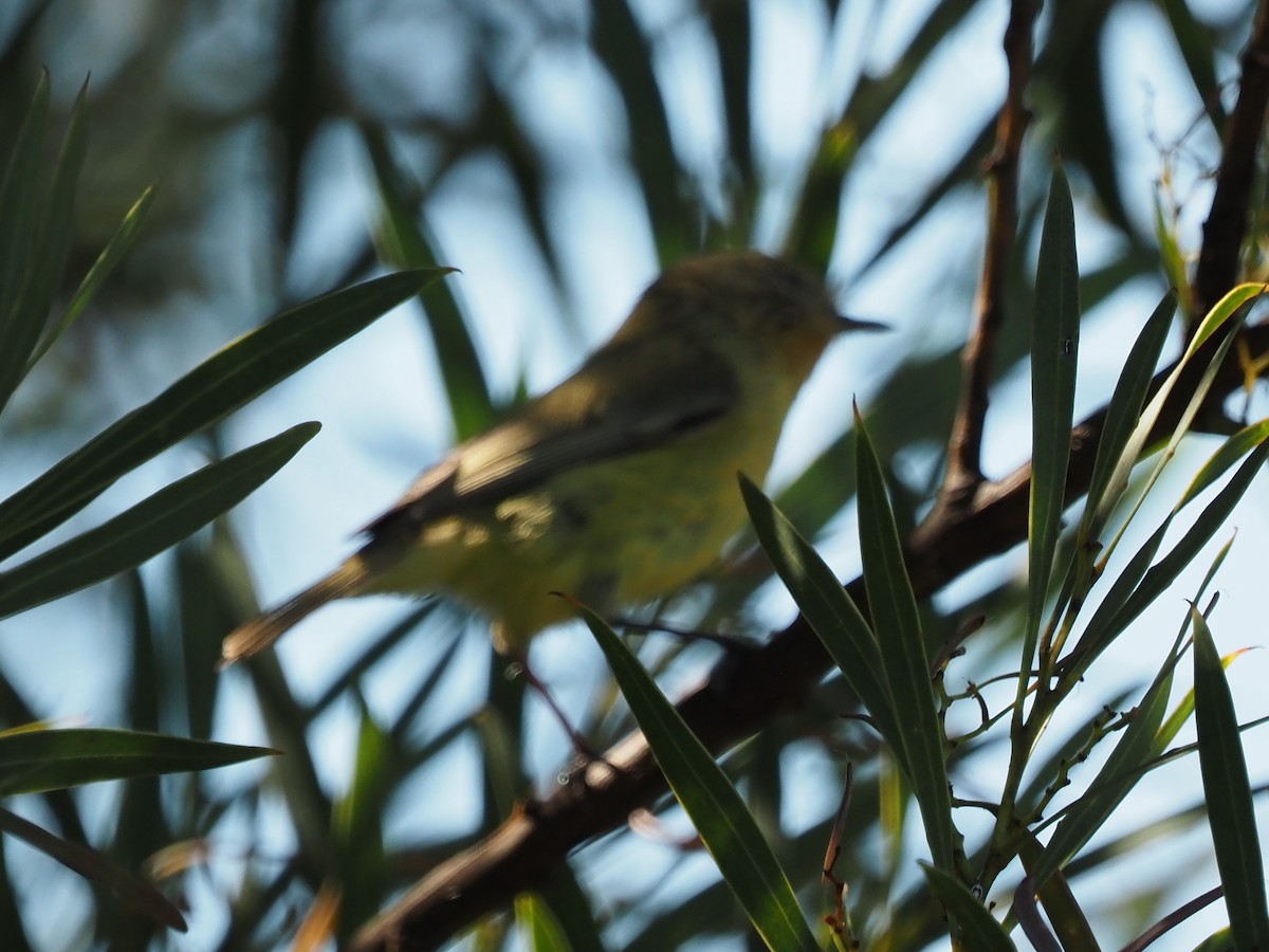 Yellow Thornbill - ML643685482