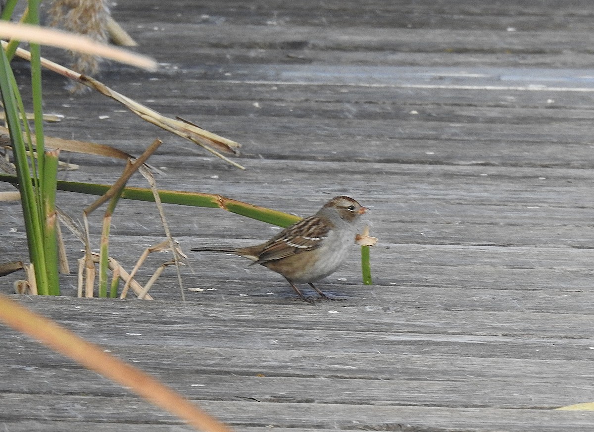 White-crowned Sparrow - ML643685499