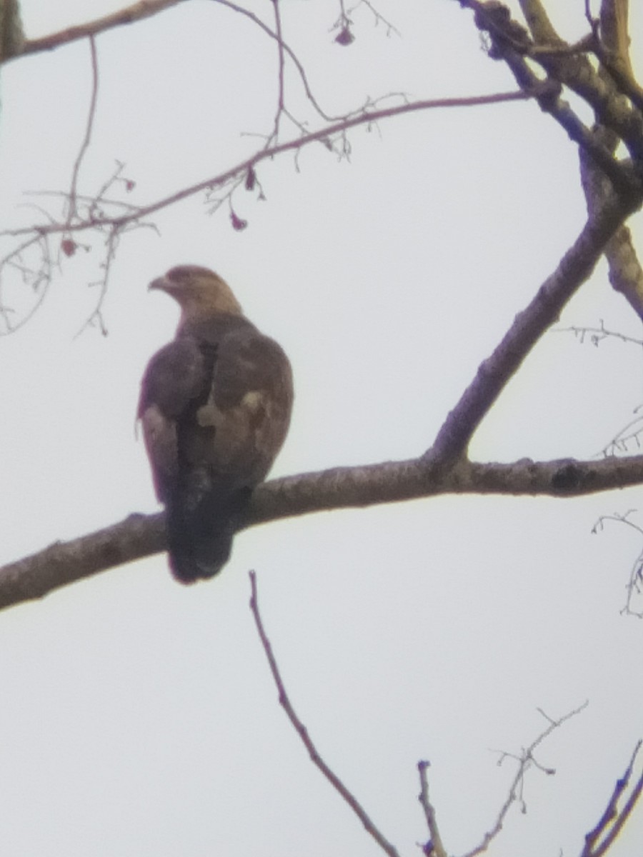 Oriental Honey-buzzard - ML643685500