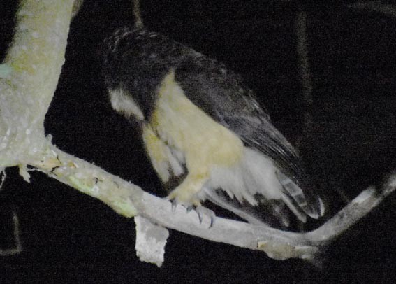 キマユメガネフクロウ - ML643685519