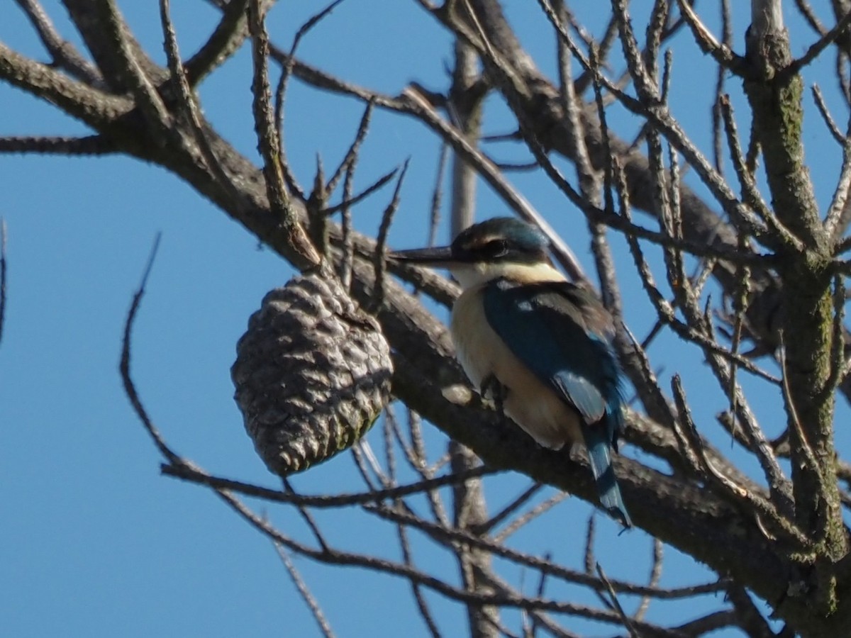 Sacred Kingfisher - ML643685520