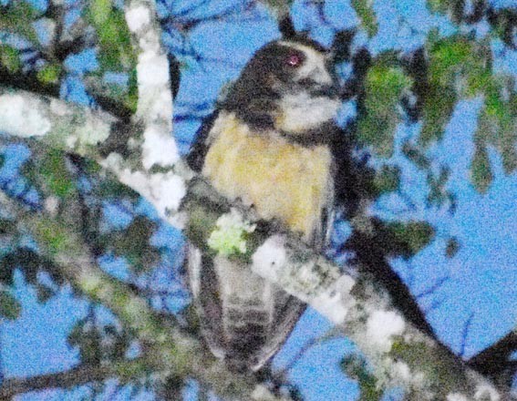 キマユメガネフクロウ - ML643685522