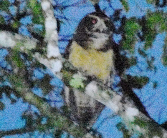 キマユメガネフクロウ - ML643685526