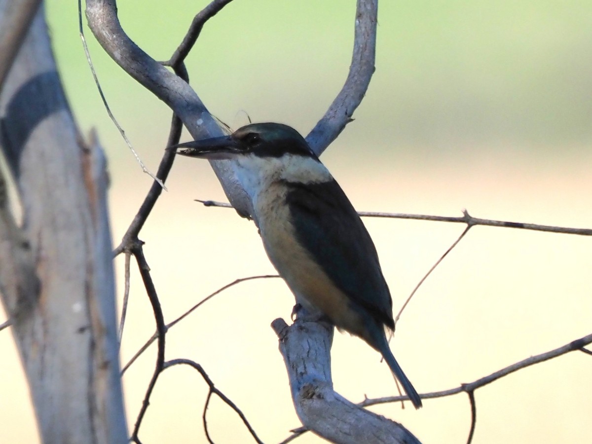 Sacred Kingfisher - ML643685535