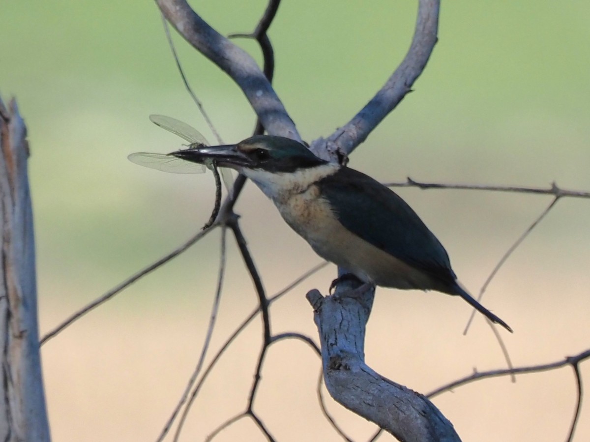 Sacred Kingfisher - ML643685536