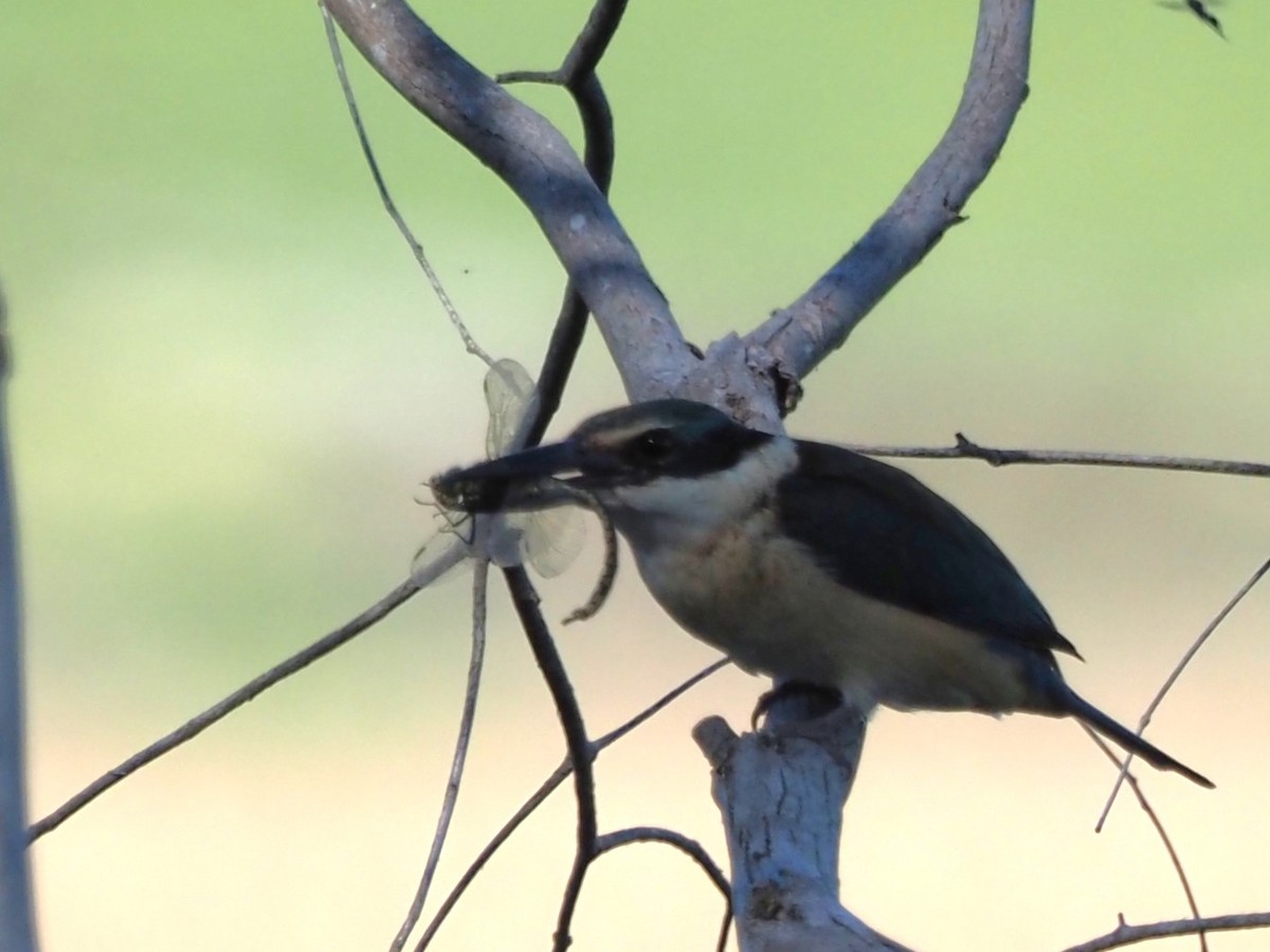 Sacred Kingfisher - ML643685537