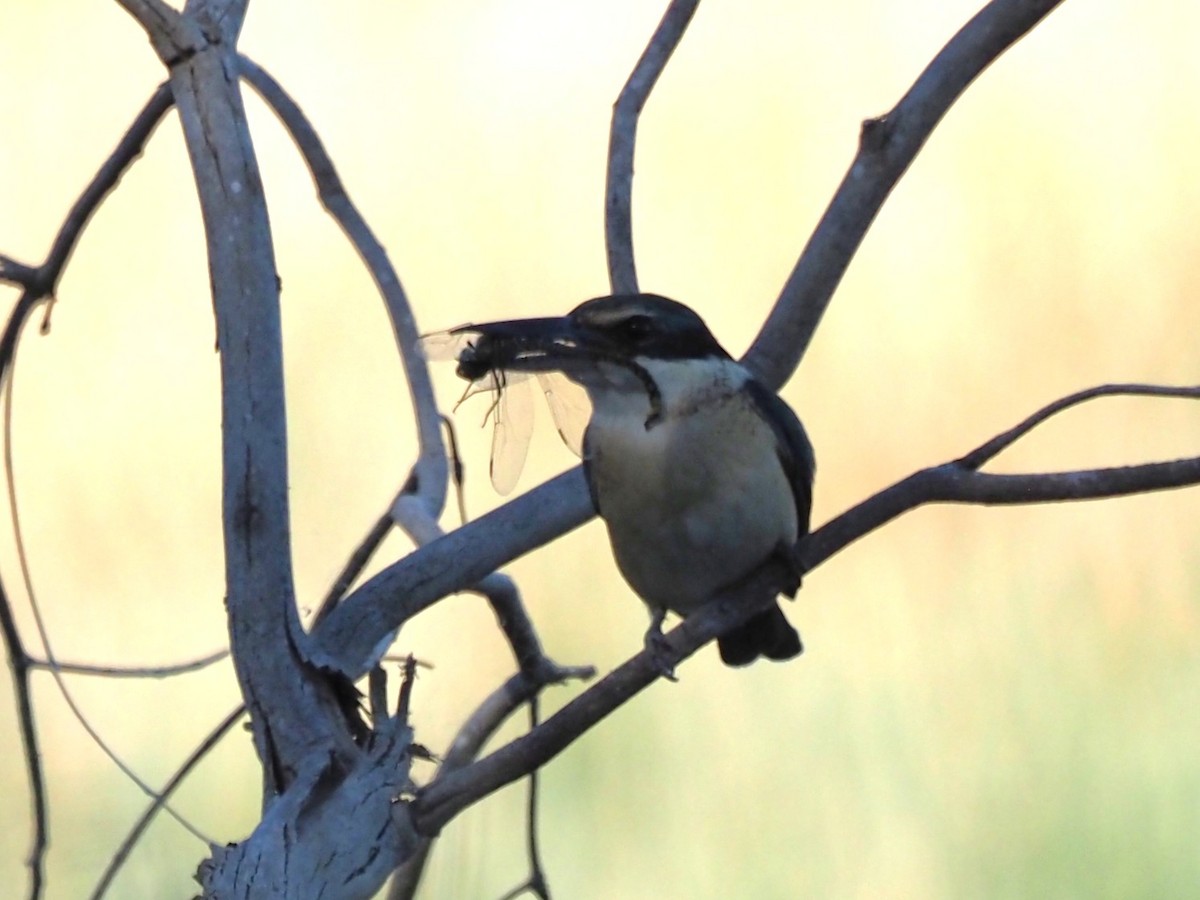 Sacred Kingfisher - ML643685538