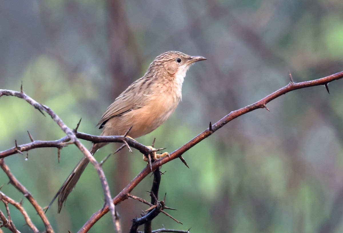 Common Babbler - ML643685544