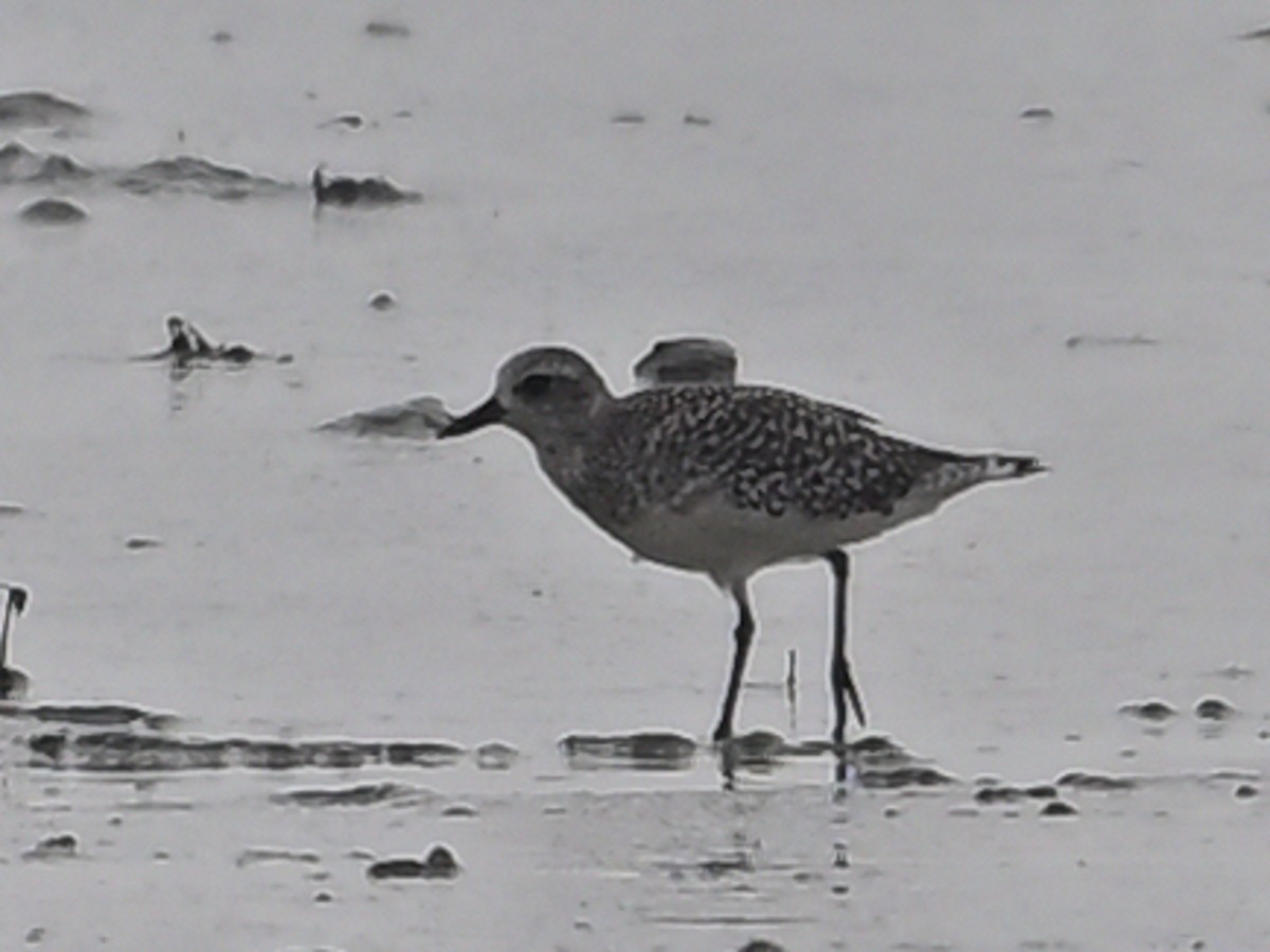 Black-bellied Plover - ML643685555