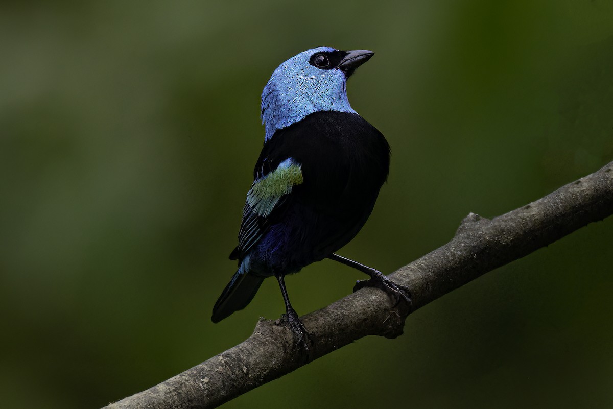 Blue-necked Tanager - ML643685564