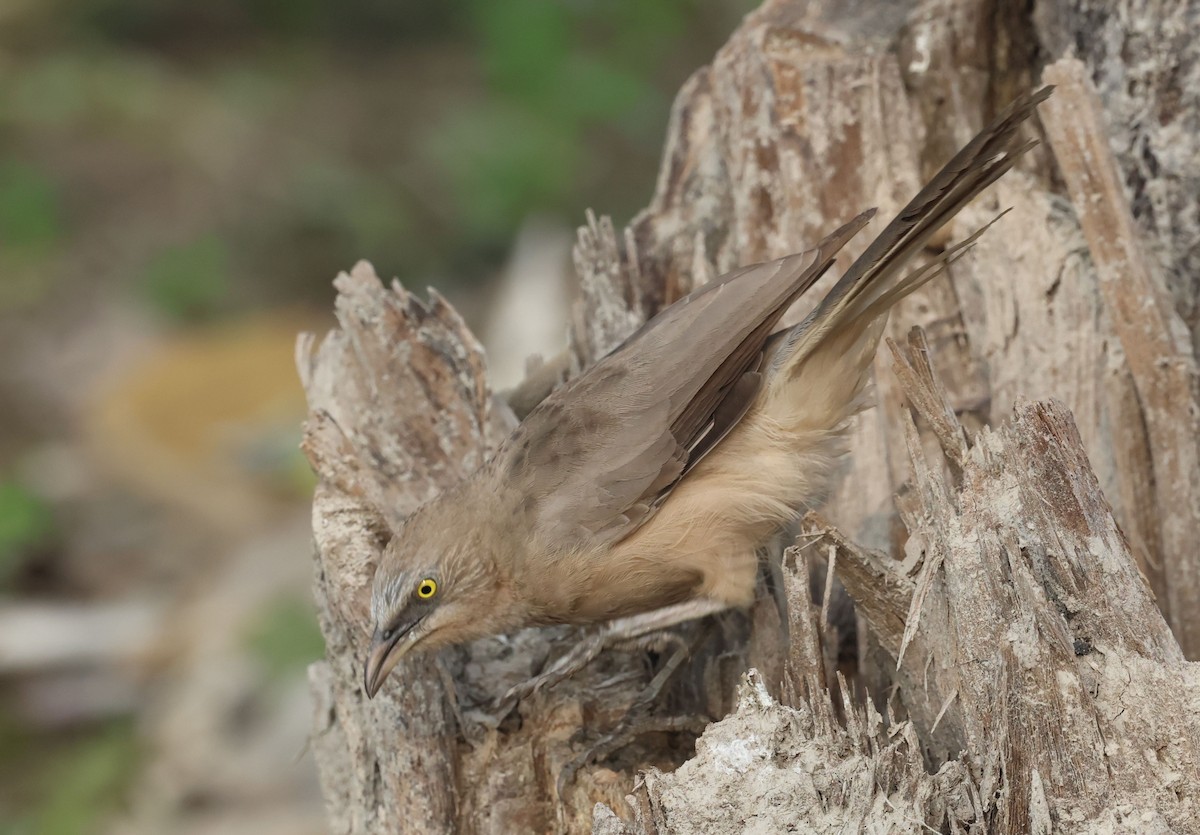 Large Gray Babbler - ML643685568