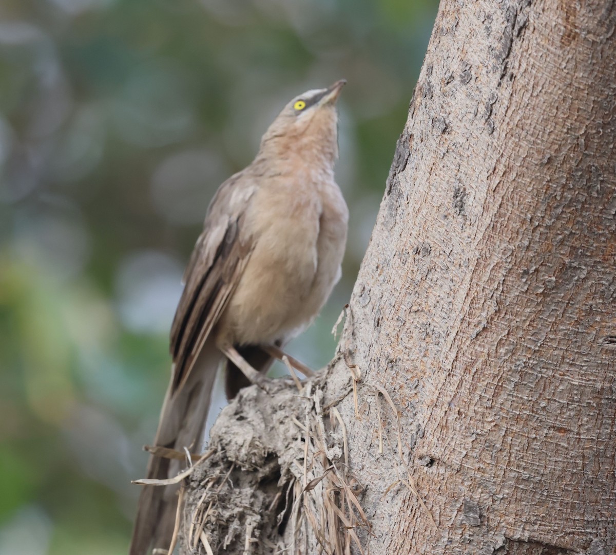 Large Gray Babbler - ML643685569