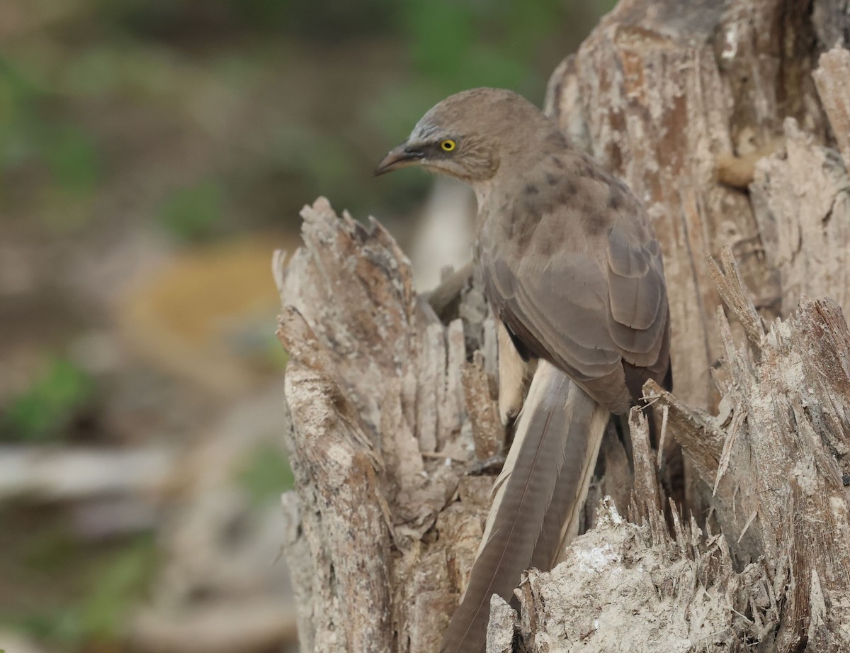 Large Gray Babbler - ML643685570