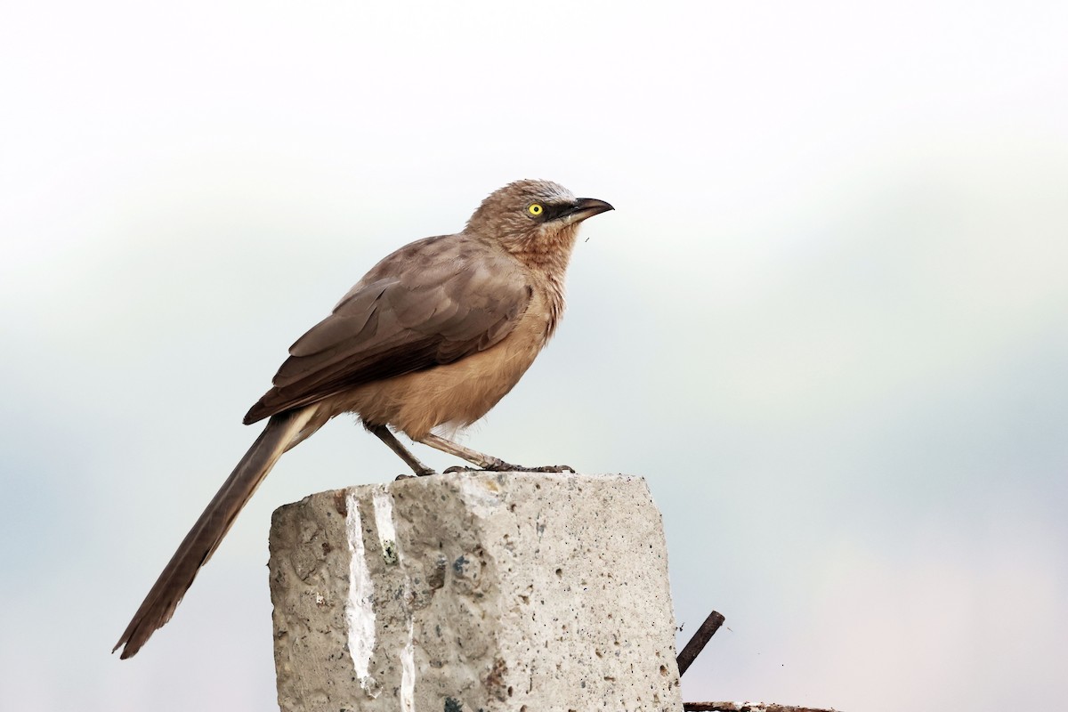 Large Gray Babbler - ML643685571
