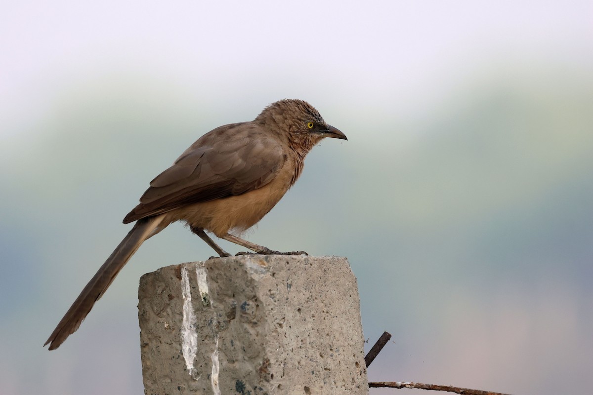 Large Gray Babbler - ML643685572