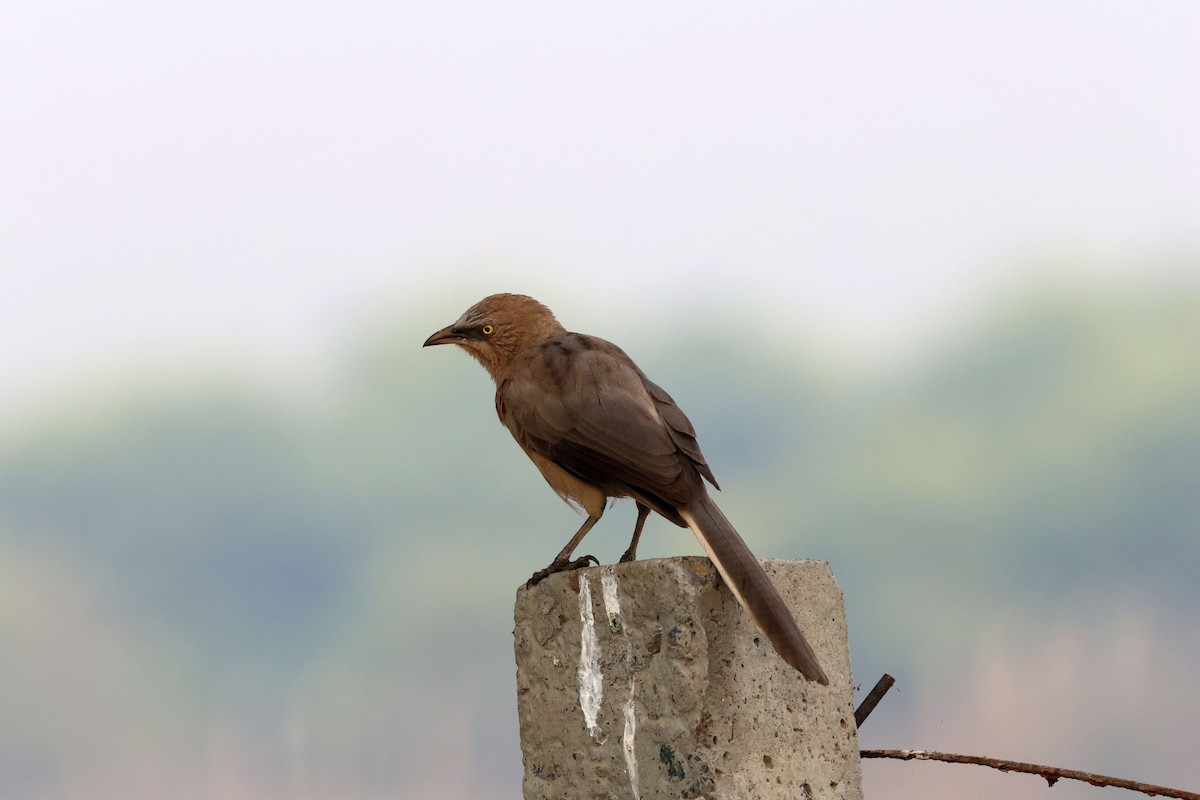 Large Gray Babbler - ML643685573