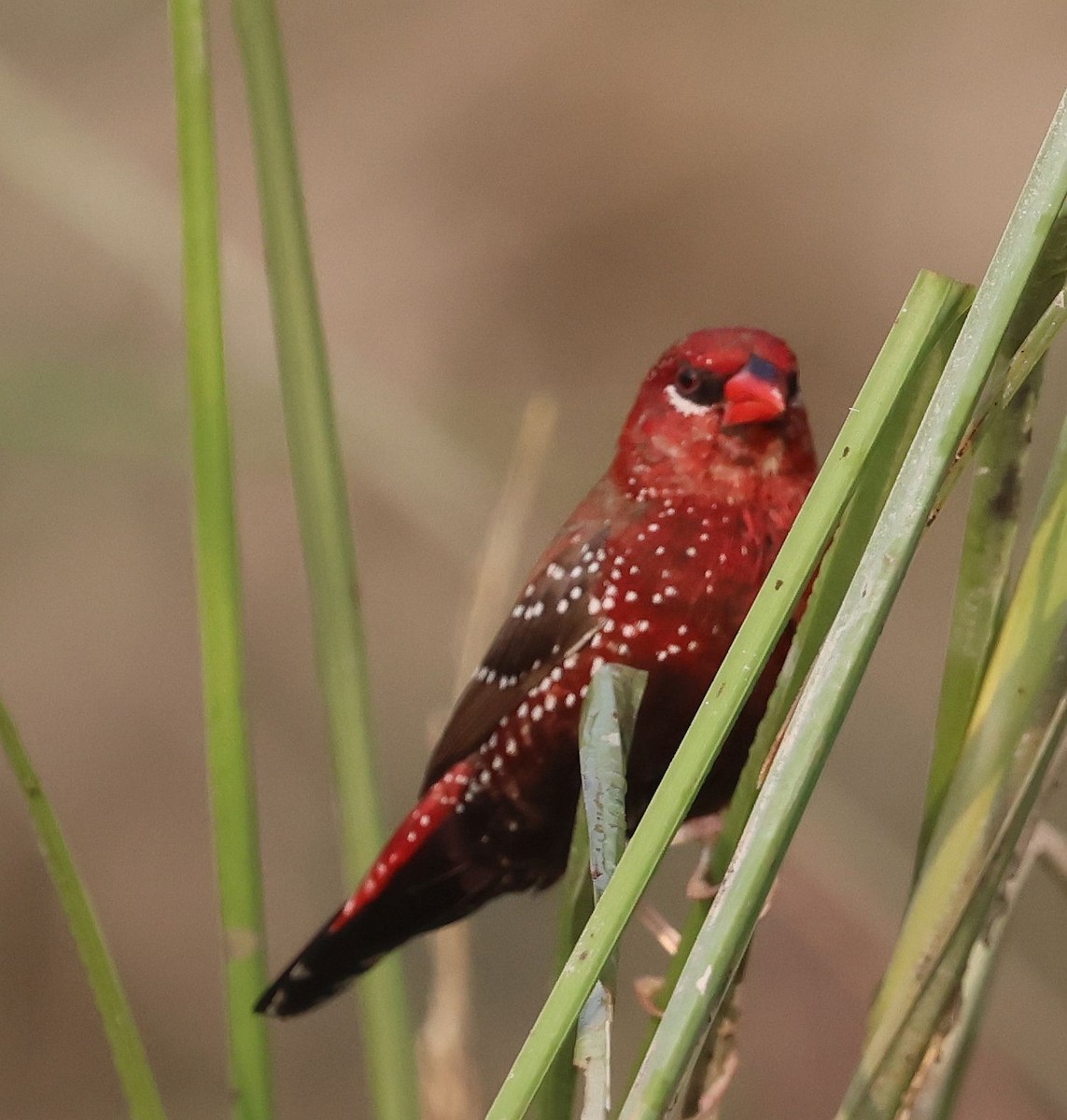 Red Avadavat - ML643685579