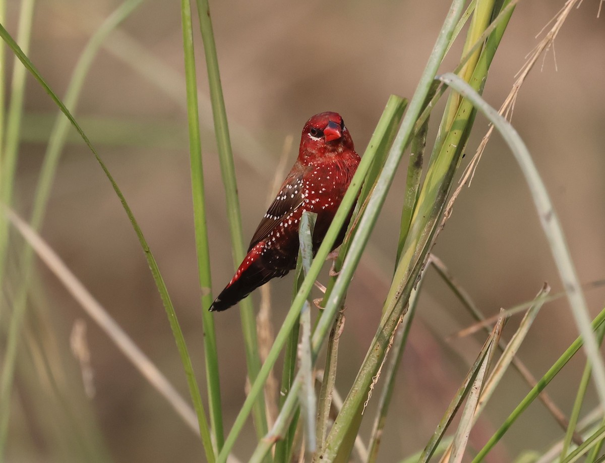 Red Avadavat - ML643685580