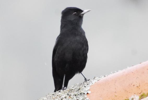 Velvety Black-Tyrant - ML643685583