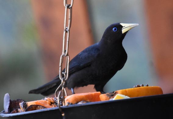 Red-rumped Cacique - ML643685588