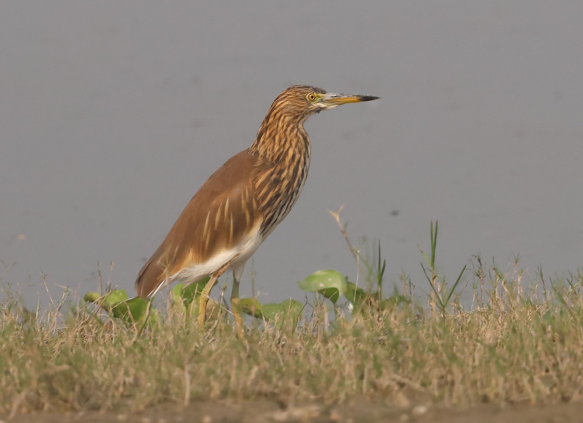 Indian Pond-Heron - ML643685593