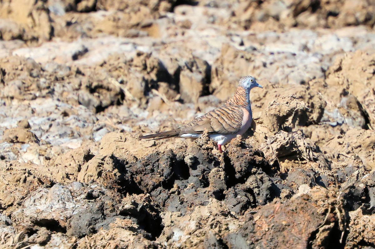 Bar-shouldered Dove - ML643685594