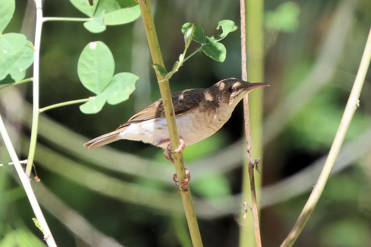 Brown-backed Honeyeater - ML643685603