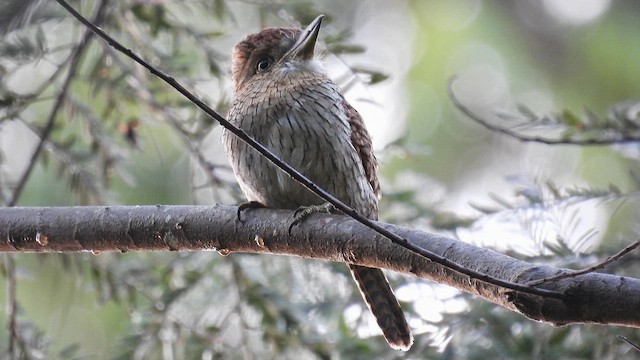 Eastern Striolated-Puffbird (torridus) - ML643685604