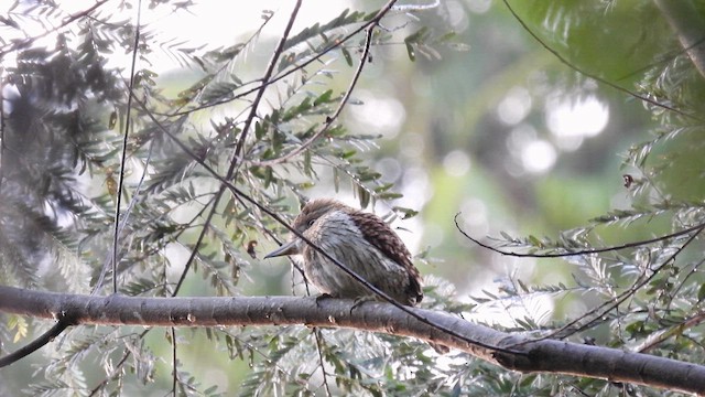 Eastern Striolated-Puffbird (torridus) - ML643685605