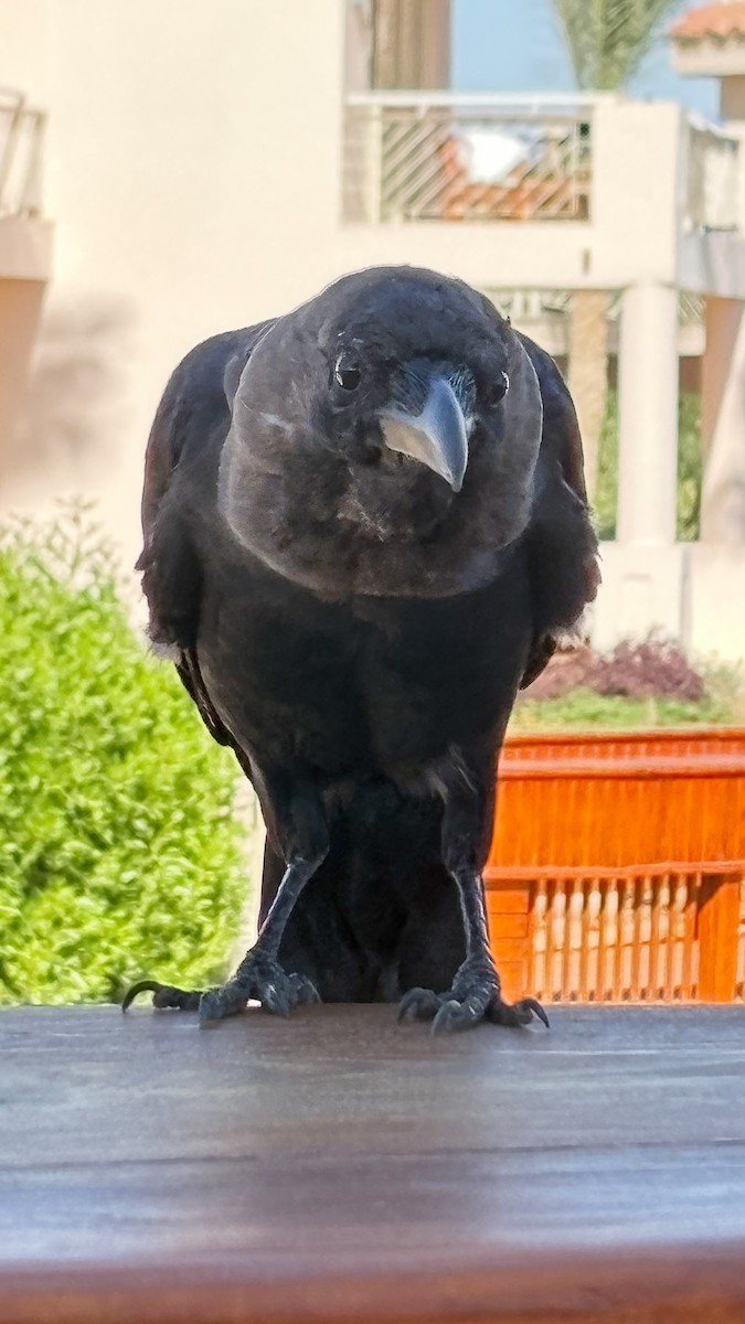 House Crow - ML643685613