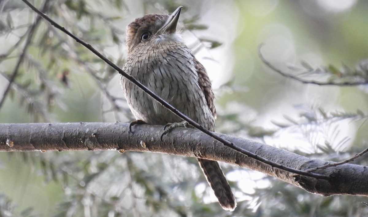 Eastern Striolated-Puffbird (torridus) - ML643685617
