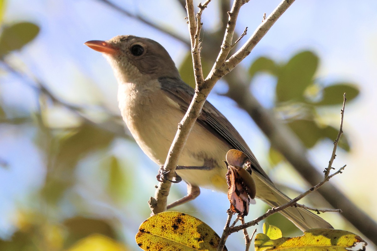 Gray Whistler - ML643685621