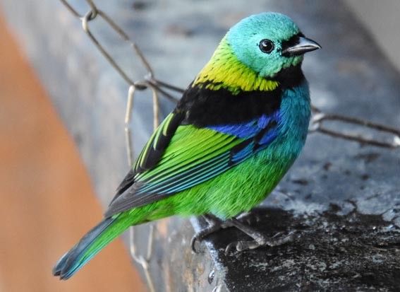 Green-headed Tanager - ML643685624