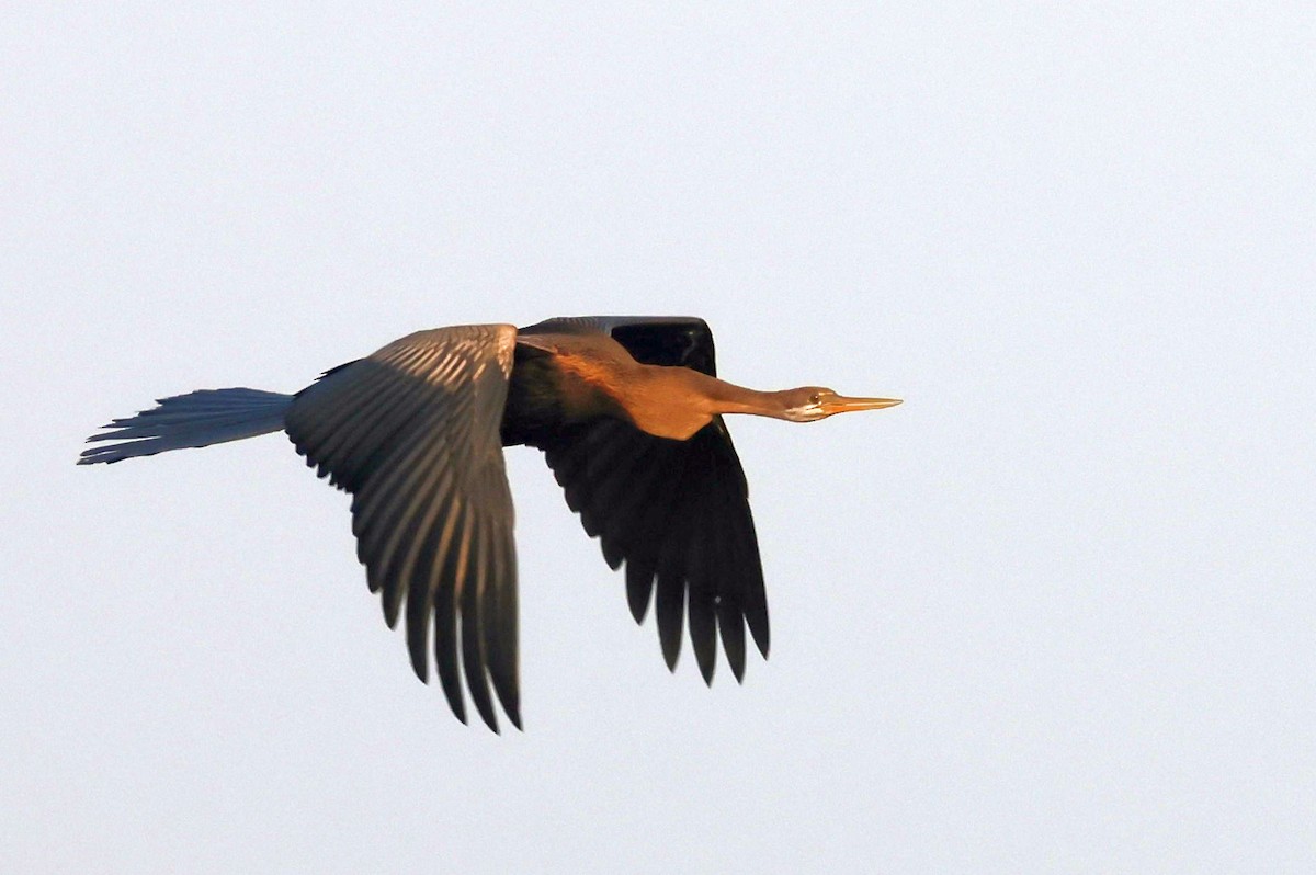 anhinga indomalajská - ML643685627