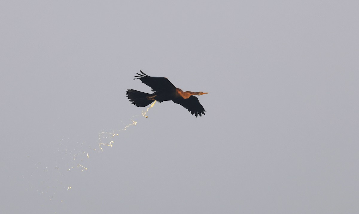 anhinga indomalajská - ML643685628