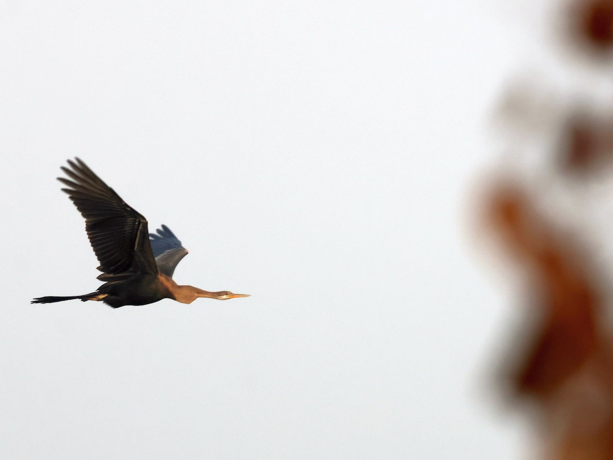 anhinga indomalajská - ML643685629